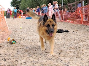 2014 dog show fastest recall